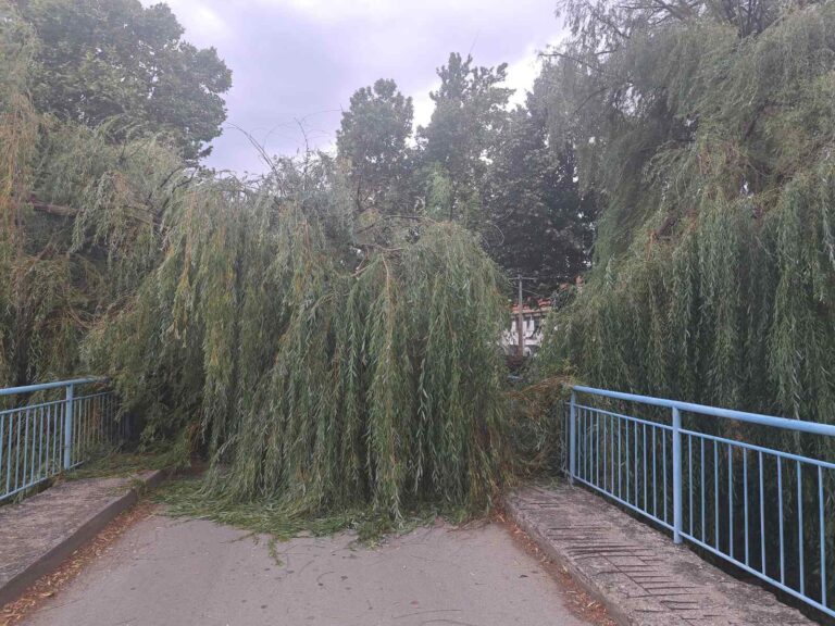 пало-дрво-невреме-1